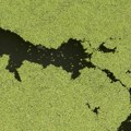 Stručnjaci zabrinuti zbog cvetanja algi na Gružanskoj akumulaciji