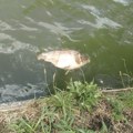 Pomor pastrmki u ribnjaku u Bosilegradu: Riba namerno otrovana?