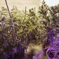 U okolinu Lebana otkrivena improvizovana laboratorija za uzgoj marihuane, uhapšen mladić