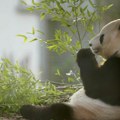 Dve džinovske pande vraćene Kini: Jang Guang i Tijan Tijan napustile Edinburg zbog zahlađenja odnosa Londona i Pekinga