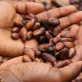 Kakao dostiže rekordne cene zbog suša u zapadnoj Africi