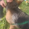 Pas jedva preživeo Zaglavio se u rupi dubokoj 10 metara, vatrogasci uspeli da ga spasu (foto)