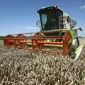 Novosadska produktna berza Blago rastu cene pšenice, kukuruza, soje