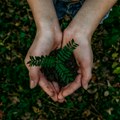 Tri moćne biljke koje jačaju imunitet i vraćaju energiju
