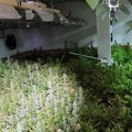 Policija pronašla više od devet kilograma marihuane: Uhapšen muškarac (56) iz Velike Plane