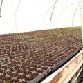 Priprema rasada povrća za novu proizvodnu godinu