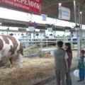 Bik Jablan od 1.830 kilograma zvezda Poljoprivrednog sajma u Novom Sadu