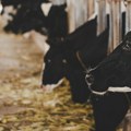 Najnoviji izveštaj sa stočnih pijaca: Evo koliko košta živa vaga od Kikinde i Šumadije do Pčinjskog kraja