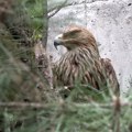 Subotica: Feliks se vratio kući