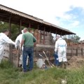 U šabačkim selima uz Savu širi se afrička kuga svinja