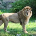 Lav ubio lavicu! Užas u zoološkom vrtu u Zagrebu