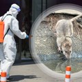 Važno obaveštenje za Kragujevčane: Od ponedeljka sistematska deratizacija, apeluje se na oprez zbog dece i ljubimaca