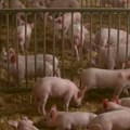 Afrička kuga svinja potvrđena na 97 gazdinastava u 11 opština u Hrvatskoj
