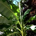 U Užicu rastu i banane (VIDEO)