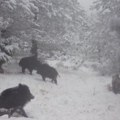 "Baš kao klinci na treningu borilačkih veština" Neverovatan snimak iz Nacionalnog parka: Divlje svinje se igrale u snegu pa…