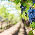 Suša ubrzala berbu: Manje grožđa, ali bolji kvalitet vina