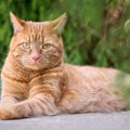 Ovo je pet "supernamirnica" za mačke koje produžavaju vek, a neke i sami redovno konzumiramo