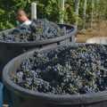 Završena berba grožđa u vinogradima Marovac u Tarašu: prinos upola manji od očekivanog Taraš - Vinograd Marovac