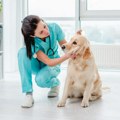 Veterinar otkriva koje su rase pasa najskuplje i šta je za njih potrebno