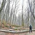 Mračna tajna šumskih lopova: Na desetine hiljada hektara šume u Srbiji nestane zbog nečije lake zarade, stanje je…