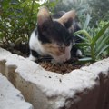 Tuga: Nemilosrdni napad na skotnu mačku Mici potresao Srbiju: Nakon kamenovanja u glavu i stomak, krvava omacila četiri mrtva…