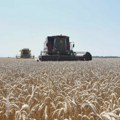 RZS: Pad proizvodnje pšenice, malina i višanja, više zasejano kukuruza, soje i šećerne repe