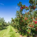 Zbog loše godine u Evropi izvoziće se i voće nižeg kvaliteta: Samo neke od posledica visokih temperatura i suše