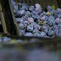 Samo od mraza Srbija izgubila 300.000 tona voća, pa u maju udario grad: Da li će vremenske neprilike uticati na cene?