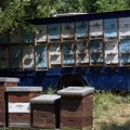 Država daje subvencije pčelarima Po košnici 1.000 dinara prijave se primaju do ovog datuma