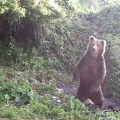Medvedi se približavaju ljudima na Šar planini! Potpuna panika, stiglo hitno upozorenje: "Tražimo donacije" (video)