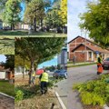 Za lepšu i bezbedniju staru pazovu u toku jesenje uređivanje zelenila