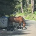 Srce da pukne, težak prizor na omiljenom izletištu! Divlji konj jede hranu iz smeća pored kontejnera! (video)