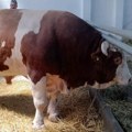 Јаблан из Салаша Црнобарског са скоро две тоне је најтежи бик овогодишњег Новосадског сајма