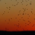 Zašto Zagreb u prirodu pušta sterilne mužjake komaraca