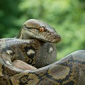 (FOTO, VIDEO) Lovac se rvao i na kraju uhvatio najveću zmiju u Americi