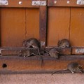 Australija: Hiljade pacova, mrtvih i živih, preplavilo plaže u Kvinslendu