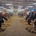 Sonja Mihajlov ima farmu krava u Elemiru: Svakog dana isporučuje mleko ekstra kvaliteta