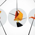 Izložba „Mandarinski put“ – kako kora od mandarine postaje simbol cikličnosti života