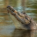 Dete (12) nestalo tokom plivanja u potoku, napao ga krokodil? Drama u Australiji, u toku velika potraga