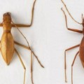 Otkrivena nova vrsta insekta u Srbiji, nazvana po Ivani Španović
