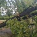 Olujni vetar u Istri obarao stabla na saobraćajnice: vatrogasci imali 23 intervencije