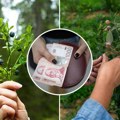 Цена овог воћа експлодирала, купци бесни: Ручна берба и високи трошкови узгоја притискају тржиште