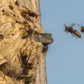 Кад угледате стршљена, никако не машите рукама: Стручњаци откривају како да их отерате без хемикалија