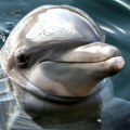 Delfin kod Zadra priredio nesvakidašnji prizor - igrao se loptom sa kupačima (video)
