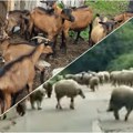 U okruženju zabeležene dve virusne bolesti kod životinja, kuga malih preživara i boginje ovaca i koza