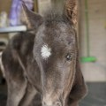 "Ova mala devojčica je ostala potpuno sama", beba konja nađena promrzla u šiblju, bez majke i hrane: ZooPlanet Niš bori se za…