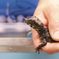 Ženka krokodila dobila podmladak bez mužjaka: Fenomen zabeležen u zoološkom vrtu naučnici do sada nisu videli ništa…