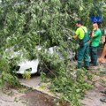 Vojvodinašume pomažu novosadskim javnim preduzećima da pokupe polomljena stabla od julskog nevremena