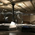 Skelet dinosaurusa prodat za 44,6 miliona dolara