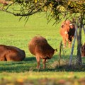 Dragoslavu grom ubio dve krave, a od njih je živeo: Pola krda našao ispod stabla, provalile "čobanicu"